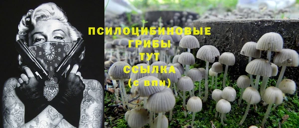 стаф Аркадак